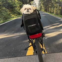 Pedego Electric Bikes Walled Lake - Pedego Pet Carrier