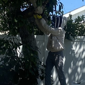 South Bay Bee Removal - Pearson at work - Pest Control Near Me