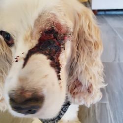 Big Cypress Animal Clinic - Bad surgical results.