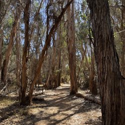 Coronado Butterfly Preserve - Trail through Eucalyptus Trees