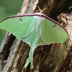 Russell Pond Campground - A beautiful lunar moth visited our campsite everyday and night for a whole week.