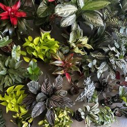 Public Land Store - For the plant snob.