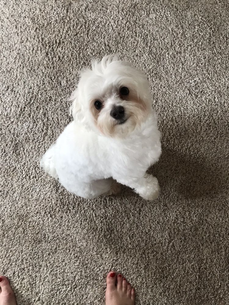 AFFORDABLE DOG GROOMING 68 Photos 644 Oak Dr, Hurst, Texas Pet