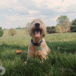 Masterson Station Dog Park - A tired dog is a happy dog