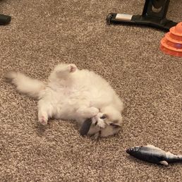 This is Charlie This is Charlie