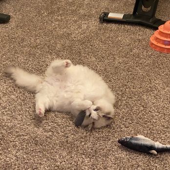 BluePearl Pet Hospital - This is Charlie - Veterinarians Near Me - Oklahoma City, Oklahoma BluePearl Pet Hospital - This is Charlie - Veterinarians Near Me - Oklahoma City, Oklahoma