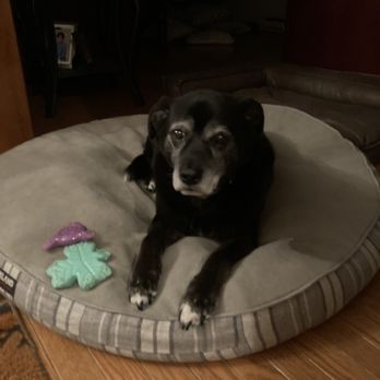 Companion Pet Hospital - My 16 year old Kota girl - Veterinarians Near Me - Carmel, New York Companion Pet Hospital - My 16 year old Kota girl - Veterinarians Near Me - Carmel, New York