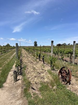 McKenzie-Mueller Winery by null