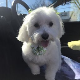 Happy pup! Happy pup!