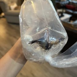 Arizona Aquatic Gardens - Dead panda crabs in shipment bag.