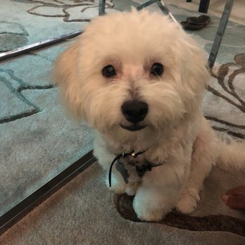 Mr Pet - 2 days after - Pet Groomers Near Me - Fountain Valley, California