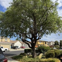 Here is one of the trees trimmed and shaped.