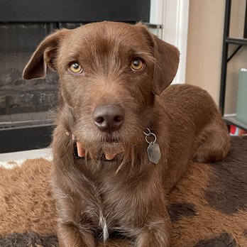 Cali Pet Goodz - Bodie the mixed breed dog - Pet Groomers Near Me - Morgan Hill, California