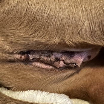 Tempe Pet Clinic - Horrible neuter - Veterinarians Near Me - Tempe, Arizona Tempe Pet Clinic - Horrible neuter - Veterinarians Near Me - Tempe, Arizona