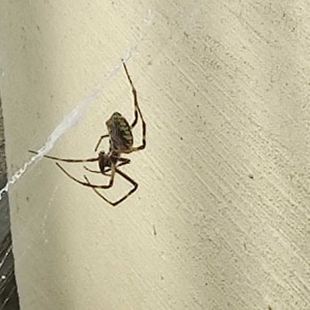 Premier Pest Control - Yellow Garden Spider
Harmless to Humans but still bite. If you see them
Have no Fear Call Premier! - Pest Control Near Me Premier Pest Control - Yellow Garden Spider
Harmless to Humans but still bite. If you see them
Have no Fear Call Premier! - Pest Control Near Me