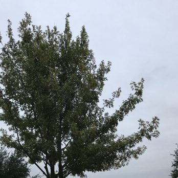 PRV Tree Service - They cut the best tree ever does exactly what I want! - Tree Services Near Me PRV Tree Service - They cut the best tree ever does exactly what I want! - Tree Services Near Me