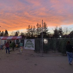 Morning Glory Farm Christmas Trees - Tree Farm and a sunset