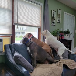 PAWsture Perfect K9 - Tatum, Marla & Chica - Good morning everyone