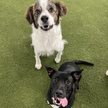 Mutty Paws Academy - Pet Groomers Near Me - Scarborough, Maine Mutty Paws Academy - Pet Groomers Near Me - Scarborough, Maine