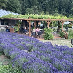 Cardwell Hill Cellars - Beautiful lavender