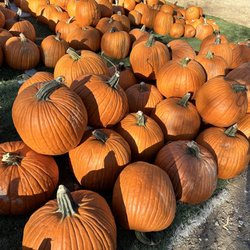 Landscape Systems Garden Center - Pumpkins