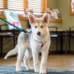 Peak Performance Veterinary Group