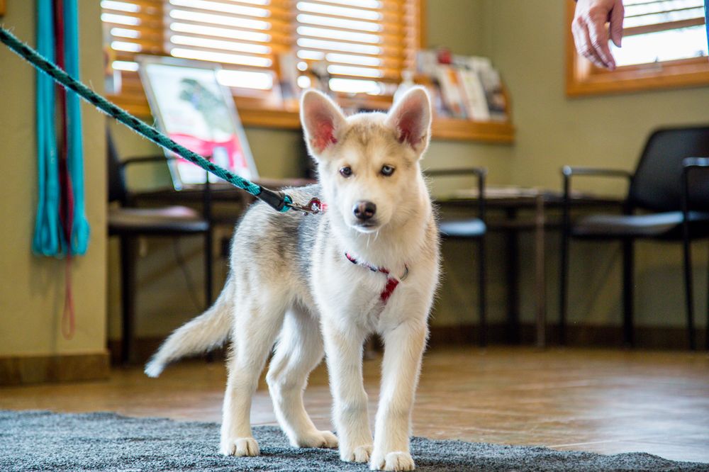 Peak Performance Veterinary Group Image