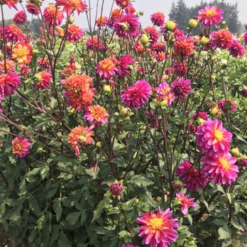 Swan Island Dahlias - Nurseries & Gardening Near Me - Canby, Oregon
