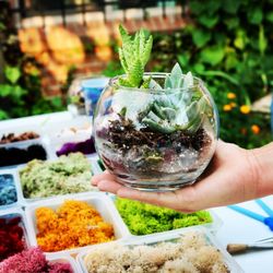 Fun With Plants - Succulents