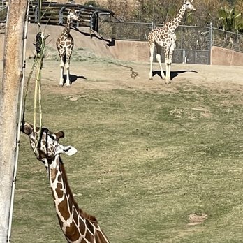 Watering Hole - View of giraffes from restaurant - American Near Me - Escondido, California Watering Hole - View of giraffes from restaurant - American Near Me - Escondido, California