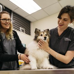 Animal Dermatology Clinic