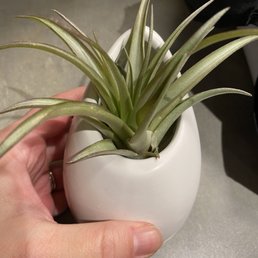 Air plant Air plant