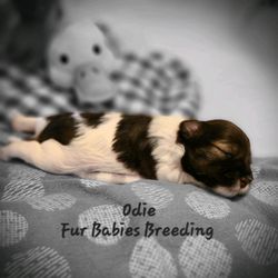 Fur Babies toy Schnauzers - Sold