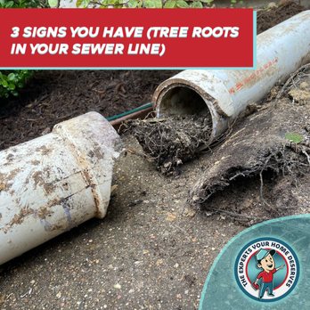 Red One Plumbing - Signs You Have Tree Roots in Your Sewer Line - Plumbing Near Me - Houston, Texas Red One Plumbing - Signs You Have Tree Roots in Your Sewer Line - Plumbing Near Me - Houston, Texas