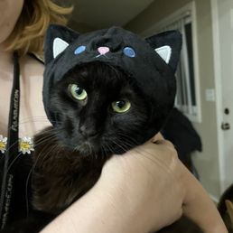 Luna in a cat costume - A black cat with green eyes is being held by a person indoors. The cat is wearing a hood that resembles a cat's face, complete with ears, eyes, and a nose. The background shows a doorway and part of a room, with the person’s arm supporting the cat. The setting appears to be a home environment.
