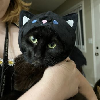 Daiso - Luna in a cat costume - A black cat with green eyes is being held by a person indoors. The cat is wearing a hood that resembles a cat's face, complete with ears, eyes, and a nose. The background shows a doorway and part of a room, with the person’s arm supporting the cat. The setting appears to be a home environment. - Discount Store Near Me - Westminster, California