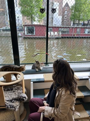 De Poezenboot by null