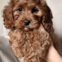 Photo of Your Lucky Puppies