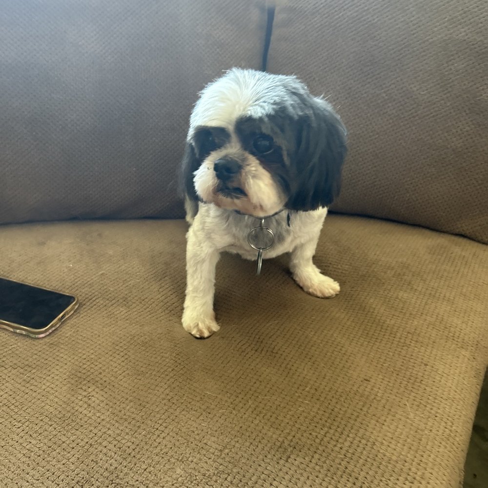 That's So Fetch - Knucky! - Pet Groomers Near Me - Montclair, California That's So Fetch - Knucky! - Pet Groomers Near Me - Montclair, California