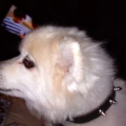 Paw Prints Pet Salon - Misty loves a short haircut!