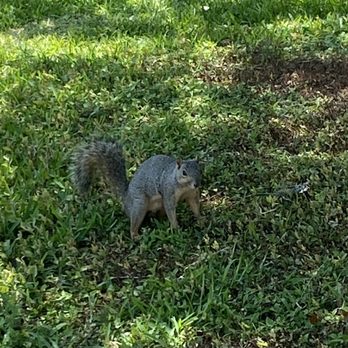 Oyster Creek Park - squirrel - Parks Near Me - Sugar Land, Texas Oyster Creek Park - squirrel - Parks Near Me - Sugar Land, Texas
