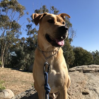Pacific Animal Hospital - Happy pup - Veterinarians Near Me - Oceanside, California Pacific Animal Hospital - Happy pup - Veterinarians Near Me - Oceanside, California