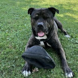 The Canine's Voice - Ronaldo (aka Merkur)