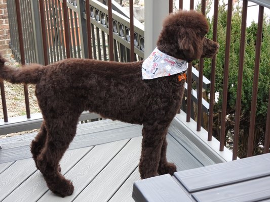 Pampered Pooch Pet Salon