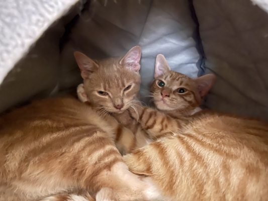 CAT CARE HOSPITAL - 16 Photos & 33 Reviews - 1106 Powder Springs Rd SW