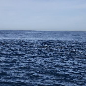Next Level Sailing - Porpoises - hundreds of porpoises - Boat Charters Near Me - San Diego, California Next Level Sailing - Porpoises - hundreds of porpoises - Boat Charters Near Me - San Diego, California