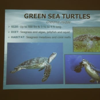 The Turtle Hospital - part of the slide presentation - Veterinarians Near Me - Marathon, Florida