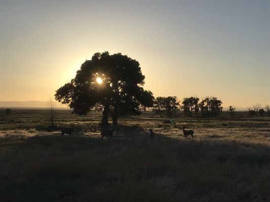 Zapata Ranch by null