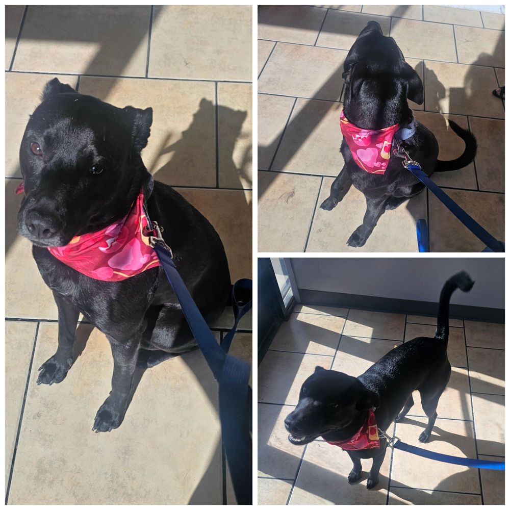 Paws On Point - Petie's shiny clean coat - Pet Groomers Near Me - Las Vegas, Nevada Paws On Point - Petie's shiny clean coat - Pet Groomers Near Me - Las Vegas, Nevada