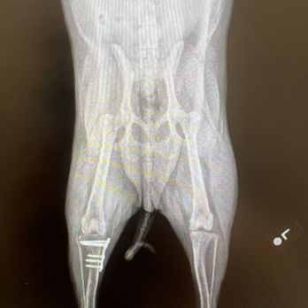 EcoVets - Bionic dog - Emergency Pet Hospital Near Me - St Augustine, Florida EcoVets - Bionic dog - Emergency Pet Hospital Near Me - St Augustine, Florida